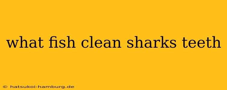 what fish clean sharks teeth