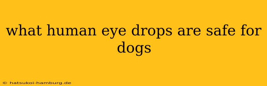 what human eye drops are safe for dogs