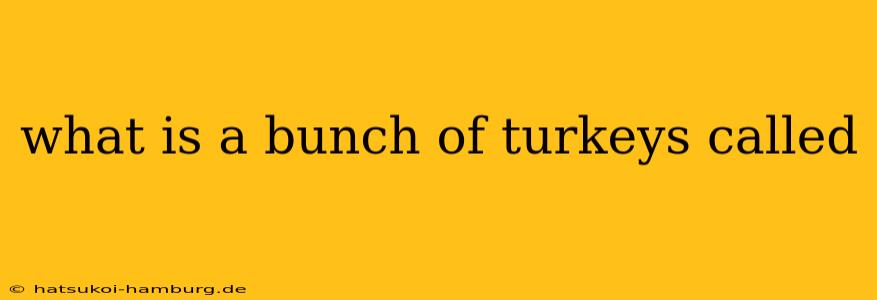 what is a bunch of turkeys called