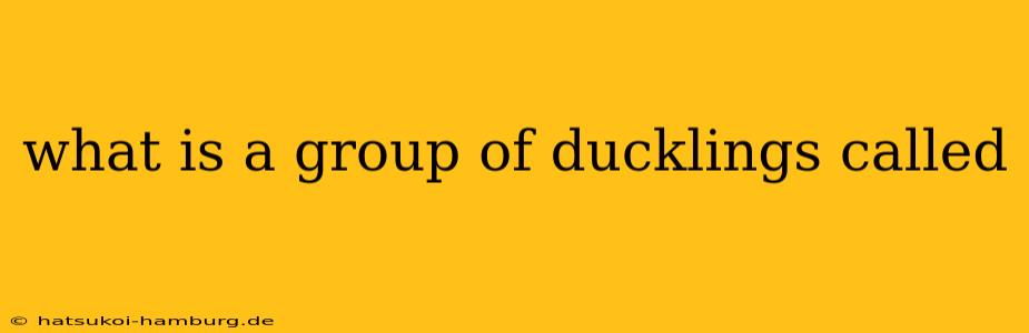 what is a group of ducklings called