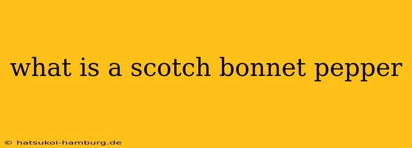 what is a scotch bonnet pepper