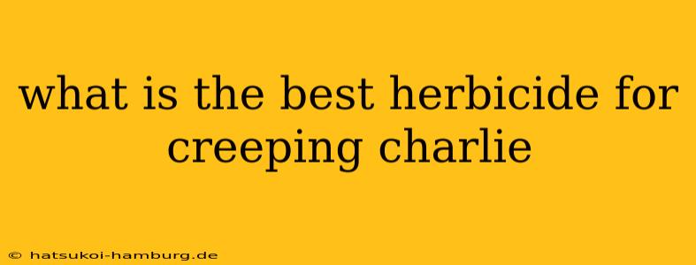 what is the best herbicide for creeping charlie