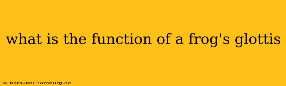 what is the function of a frog's glottis