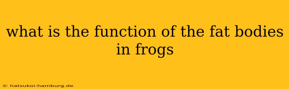 what is the function of the fat bodies in frogs