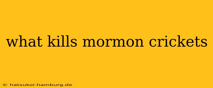 what kills mormon crickets