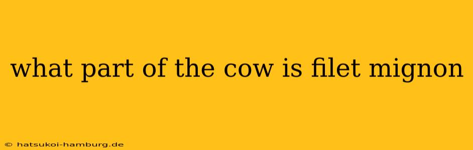 what part of the cow is filet mignon