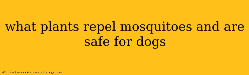 what plants repel mosquitoes and are safe for dogs