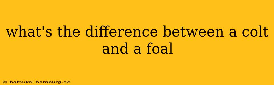 what's the difference between a colt and a foal