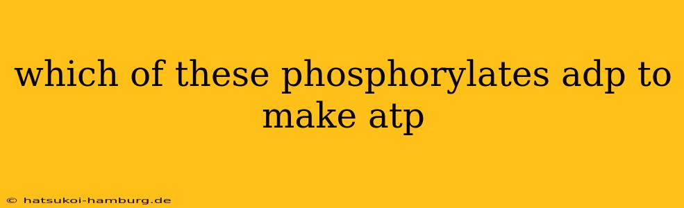 which of these phosphorylates adp to make atp